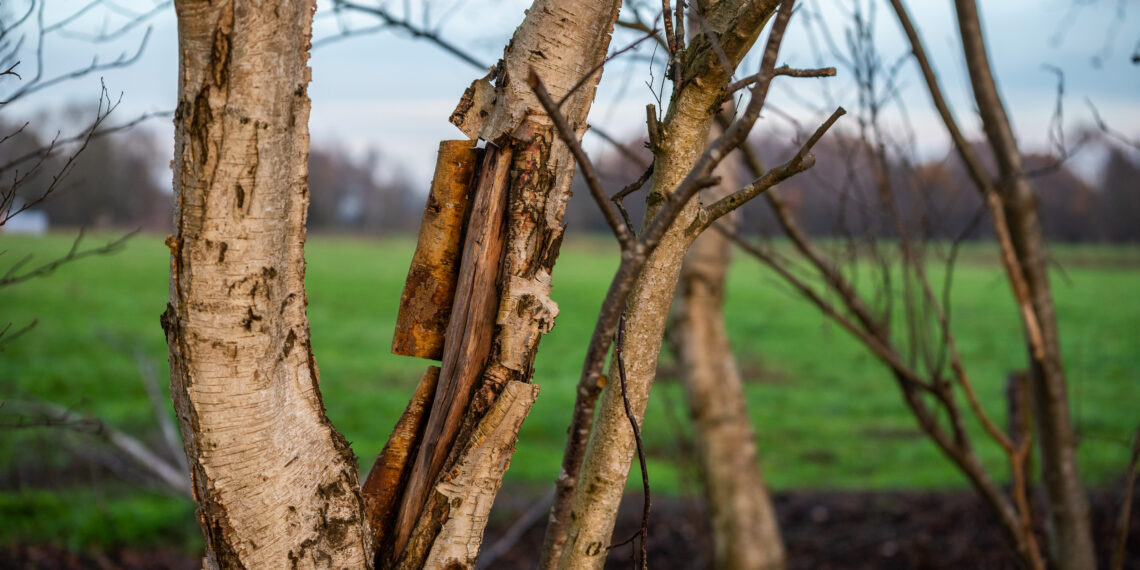 Sodo stebuklas: ką daryti, kai trūkinėja vaismedžio žievė? Vienas paprastas namų triukas