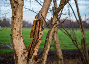 Sodo stebuklas: ką daryti, kai trūkinėja vaismedžio žievė? Vienas paprastas namų triukas