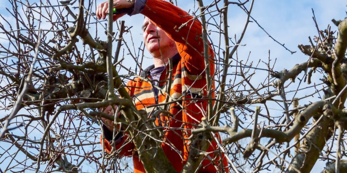 Sodų meistrų paslaptis: kaip genėti kamuolines medžių lajas, kad taptų itin tankios ir neprarastų formos