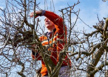 Sodų meistrų paslaptis: kaip genėti kamuolines medžių lajas, kad taptų itin tankios ir neprarastų formos