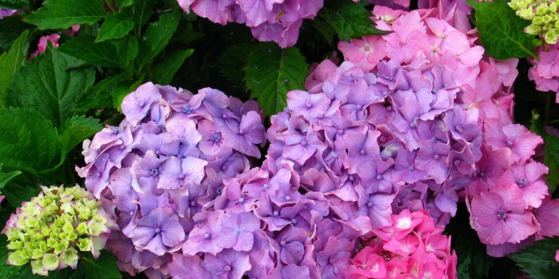 Sodų siaubas: sužinok, iki kokio šalčio išgyvens tavo hortenzija ir kada ji žūsta