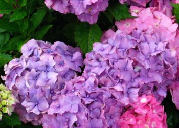 Sodų siaubas: sužinok, iki kokio šalčio išgyvens tavo hortenzija ir kada ji žūsta