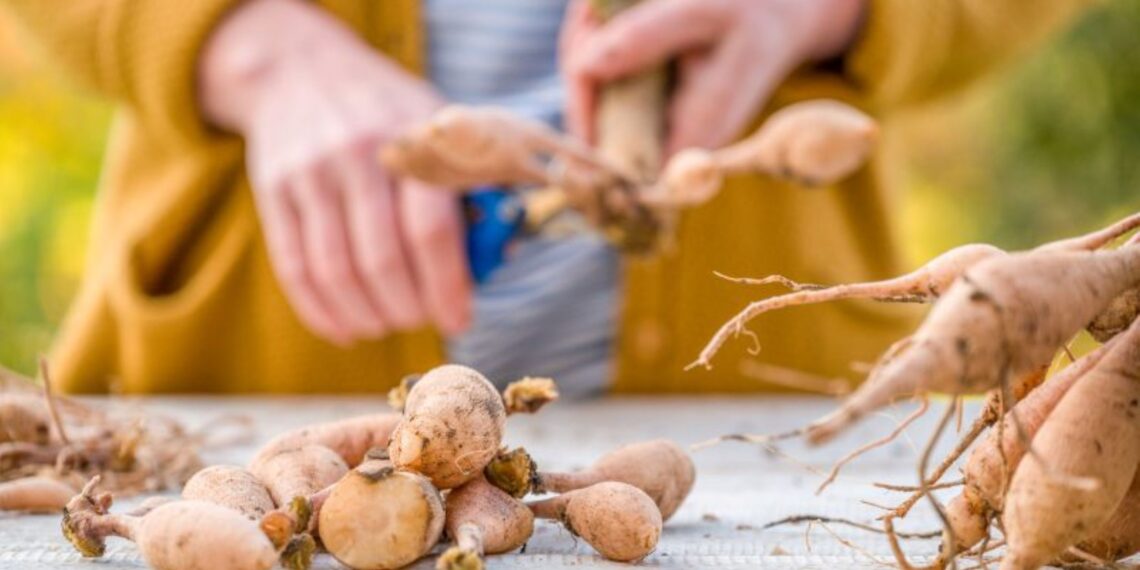 ŠOKAS DARŽININKAMS: paprastas žiemos triukas, nuo kurio jurginai žydės tiesiog pasakiškai