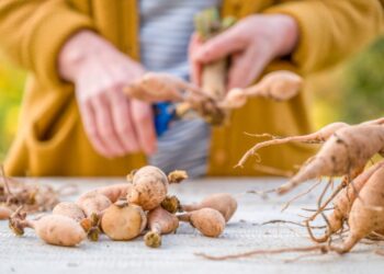 ŠOKAS DARŽININKAMS: paprastas žiemos triukas, nuo kurio jurginai žydės tiesiog pasakiškai