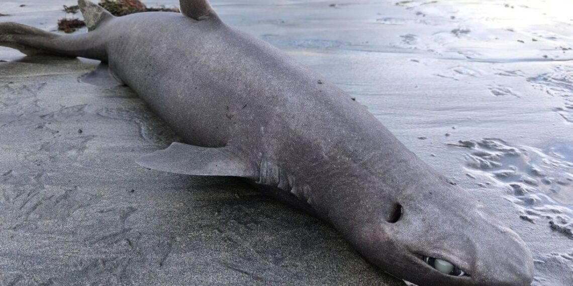 Šokas Ispanijos kurorte: turistų pamėgtame paplūdimyje bangos išmetė šiurpią giliavandenį „aklulą-drakoną“