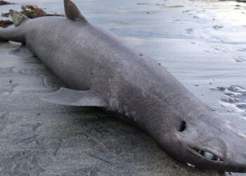 Šokas Ispanijos kurorte: turistų pamėgtame paplūdimyje bangos išmetė šiurpią giliavandenį „aklulą-drakoną“