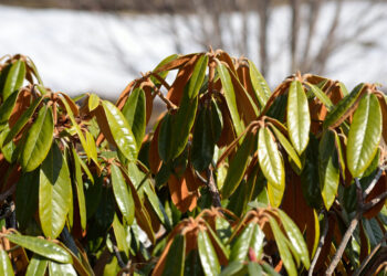 Šokiruojanti daržininkų klaida: kodėl augalai išdžiūsta po sniegu ir kokią priežiūrą visi pamiršta