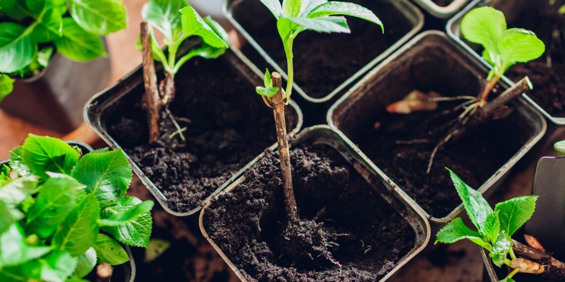 Šokiruojanti klaida su hortensijų ūgliais: lapeliai jau auga, bet sodinti į dirvą DAR NEGALIMA!