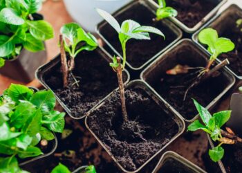 Šokiruojanti klaida su hortensijų ūgliais: lapeliai jau auga, bet sodinti į dirvą DAR NEGALIMA!