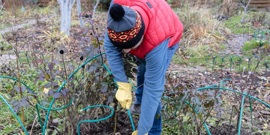 Šokiruojanti tiesa apie jūsų daržo žemę: paprastas namų testas atskleis, ką valgote jūs ir vaikai
