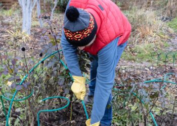 Šokiruojanti tiesa apie jūsų daržo žemę: paprastas namų testas atskleis, ką valgote jūs ir vaikai