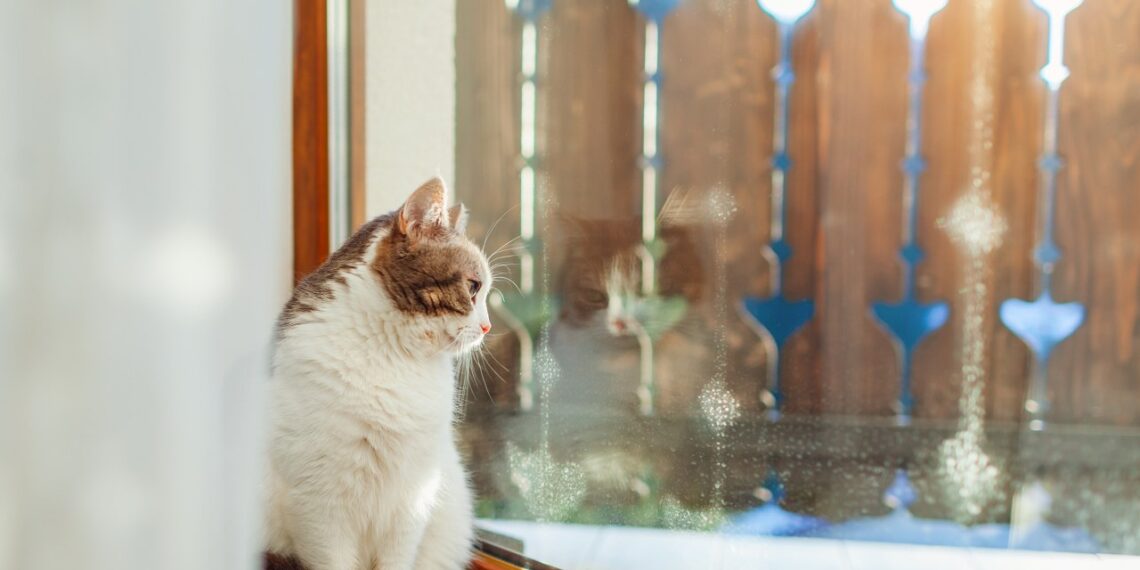 Šokiruojanti tiesa: kiek valandų katą galima palikti vieną per šventes, kad jo nesužalotum?