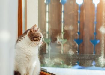 Šokiruojanti tiesa: kiek valandų katą galima palikti vieną per šventes, kad jo nesužalotum?