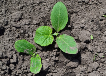 Šokiruojanti tiesa po agurkais: šių daržovių jokiu būdu nesodink, derlius bus sugadintas!