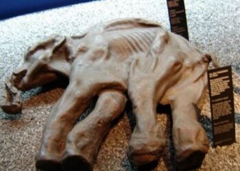 Šokiruojantis atradimas: Aliaskos „mamontų“ fosilijos iš tiesų priklauso senoviniams banginiams