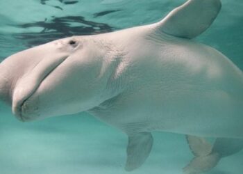 Šokiruojantis atradimas: daugiau nei 600 Aliaskos belugų DNR atskleidė grėsmingą tiesą apie žmones