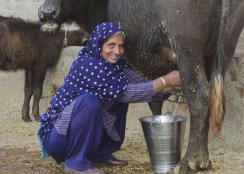 Šokiruojantis atradimas: Pietų Azijos netolerancija pienui atskleidžia, kodėl Europoje jį be vargo virškiname