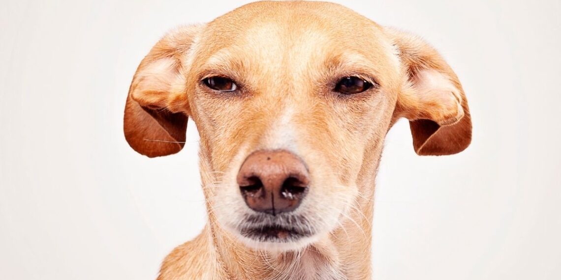 Šokiruojantis atradimas: visą gyvenimą klydome dėl šunų emocijų – jie jaučia visai ką kita