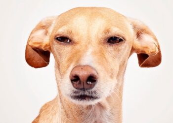 Šokiruojantis atradimas: visą gyvenimą klydome dėl šunų emocijų – jie jaučia visai ką kita