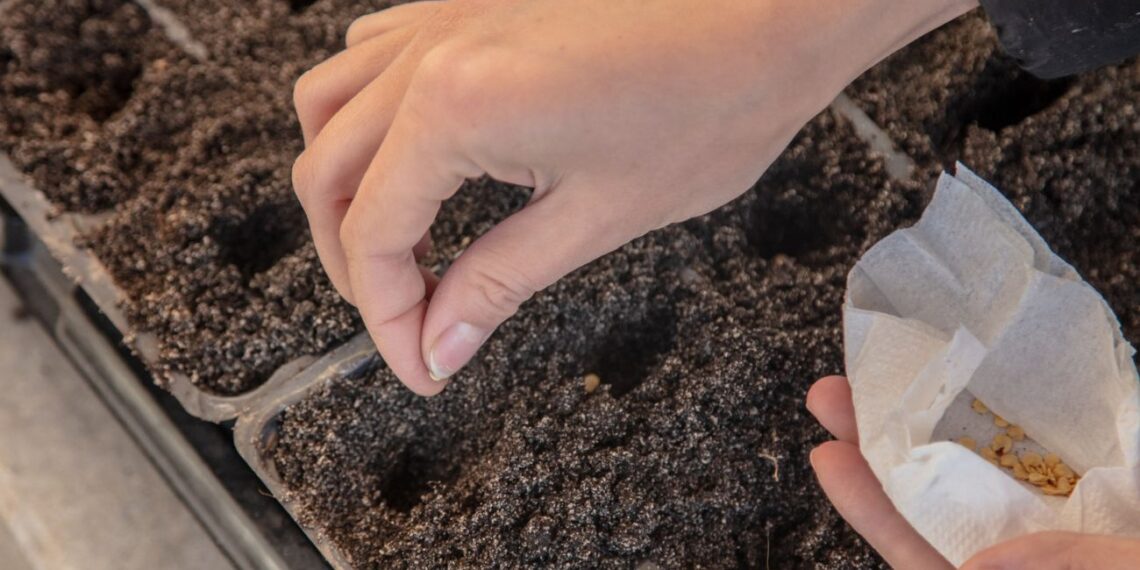 Šokiruojantis daržininko kalendorius: kada tiksliai sėti agurkus, pomidorus ir paprikas, kad derlius nustebintų