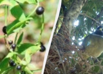 Šokiruojantis gamtos triukas: kodėl kai kurie augalai masiškai augina netikras uogas apgavikes