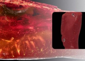 Šokiruojantis radinys: Gėtės gintare rastas senovinis skruzdėlynas atskleidė stulbinančią paslaptį