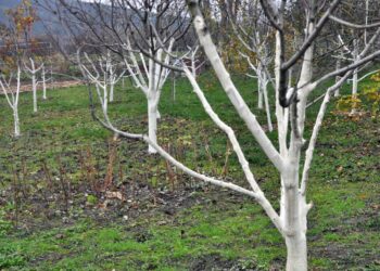 Šokiruojantis sodininkų atradimas: 3 žiemos ženklai, kad jūsų sodo medis miršta