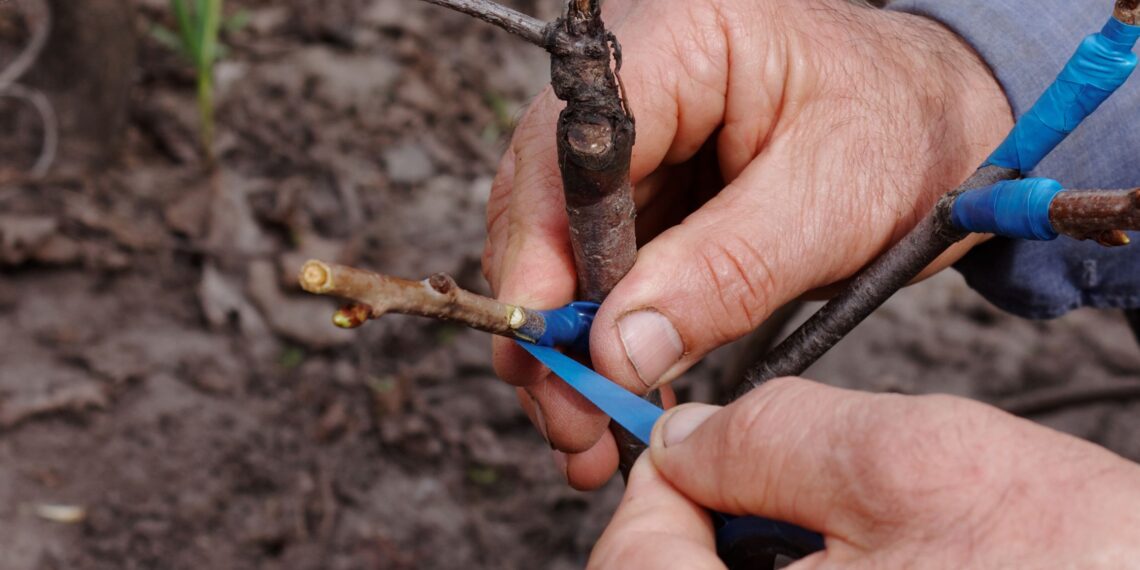 Šokiruojantis sodininkų atradimas: žiemos skiepijimas vaismedžiams ir stebuklingi dauginimo triukai