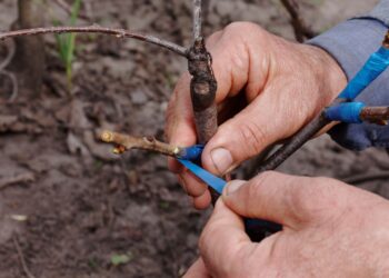 Šokiruojantis sodininkų atradimas: žiemos skiepijimas vaismedžiams ir stebuklingi dauginimo triukai