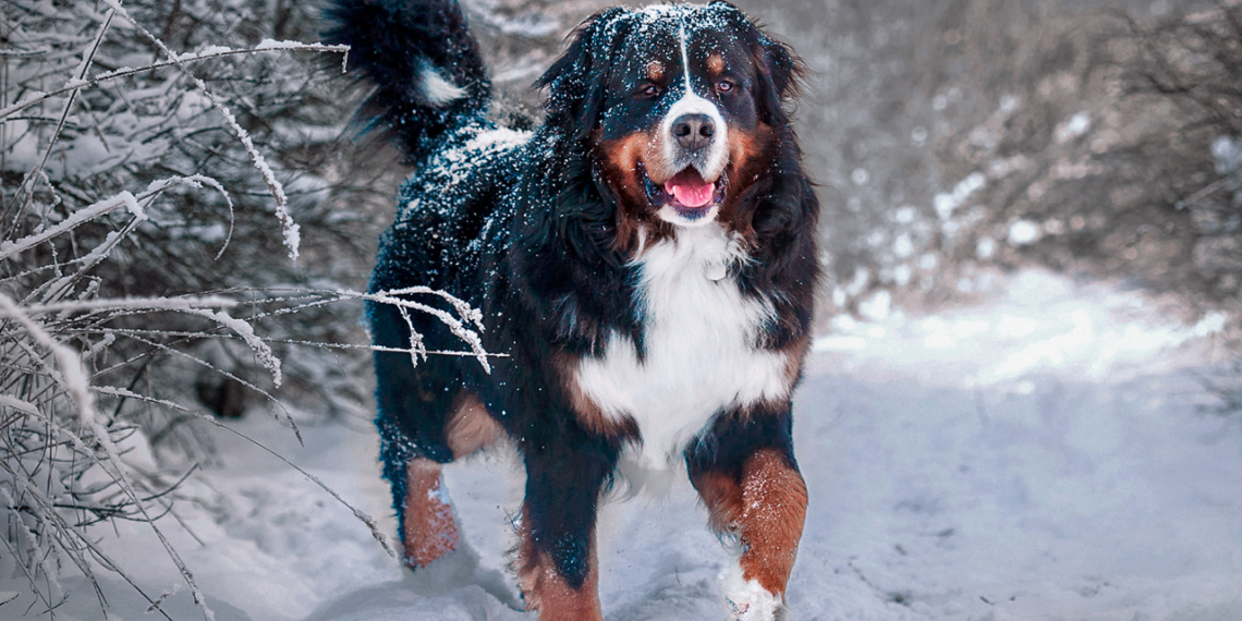 Šokiruojantys Helsinkio tyrimo rezultatai: ar žiemos kelių druska tyliai žaloja jūsų šuns letenas?