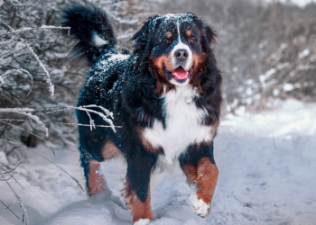 Šokiruojantys Helsinkio tyrimo rezultatai: ar žiemos kelių druska tyliai žaloja jūsų šuns letenas?