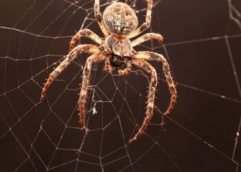 Šokiruojantys mokslininkų duomenys: sužinok, kiek vorų iš tiesų slepiasi tavo kambaryje