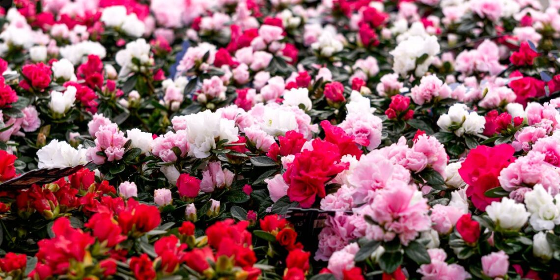 Stebuklas ant palangės: viena klaida ir azalija nudžius, bet jos žydėjimas – tikra gėlių jūra