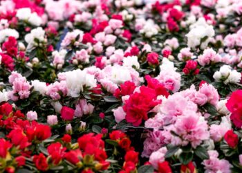 Stebuklas ant palangės: viena klaida ir azalija nudžius, bet jos žydėjimas – tikra gėlių jūra