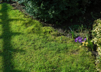 Stebuklas ant jūsų vejos: pavasaris yra slaptas metas kalkėms, po kurio ant vejos neliks nė gramo samanų