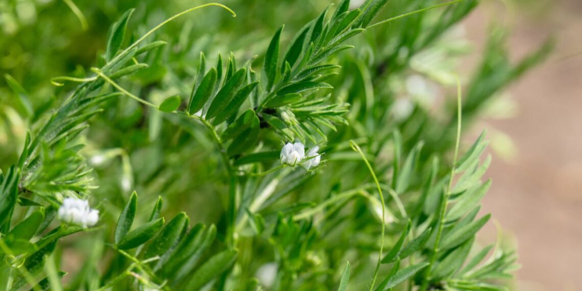 Stebuklinga balkono daržovė: pigesnė už mėsą, pilna baltymų ir auga paprastoje vazonėlyje