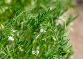 Stebuklinga balkono daržovė: pigesnė už mėsą, pilna baltymų ir auga paprastoje vazonėlyje