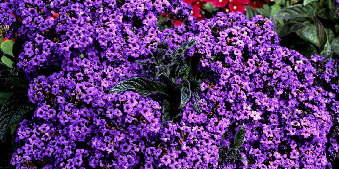 Stebuklinga gėlė slepia visas sodo bjaurystes ir svaigina kvapu: jau laikas sėti daigus