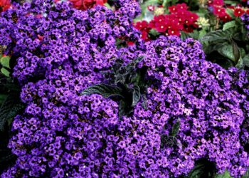 Stebuklinga gėlė slepia visas sodo bjaurystes ir svaigina kvapu: jau laikas sėti daigus