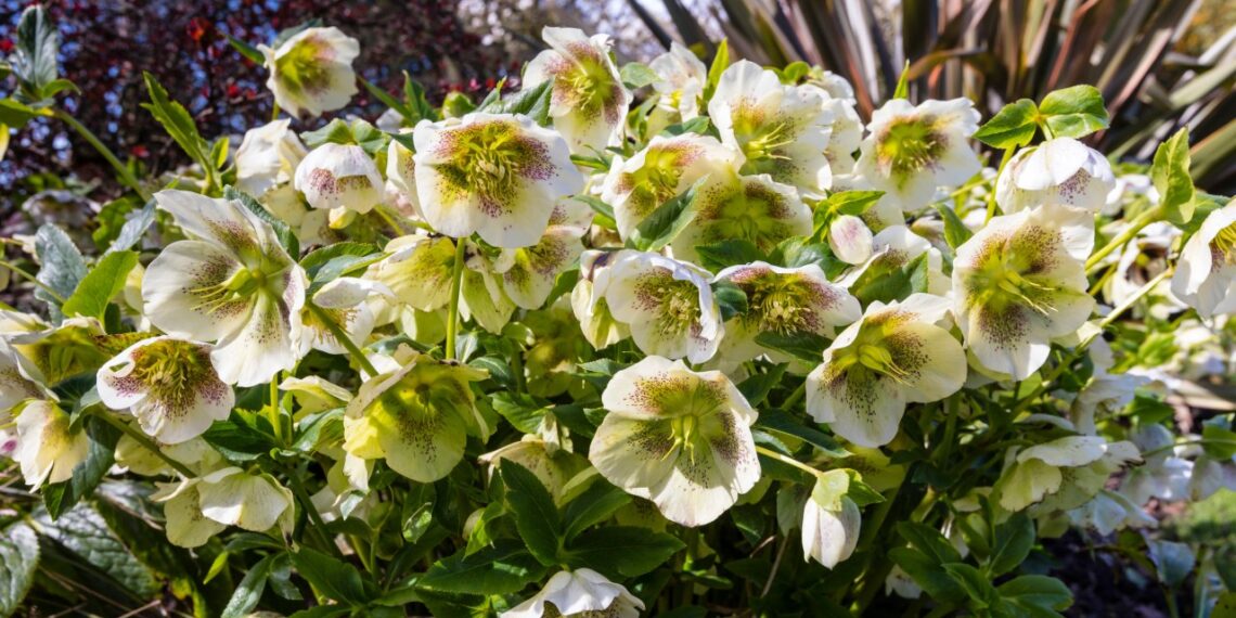 Stebuklinga žiemos gėlė, kuri žydi per šalčius: sodininkai giria, o kaimynai pavydi