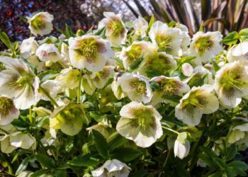 Stebuklinga žiemos gėlė, kuri žydi per šalčius: sodininkai giria, o kaimynai pavydi