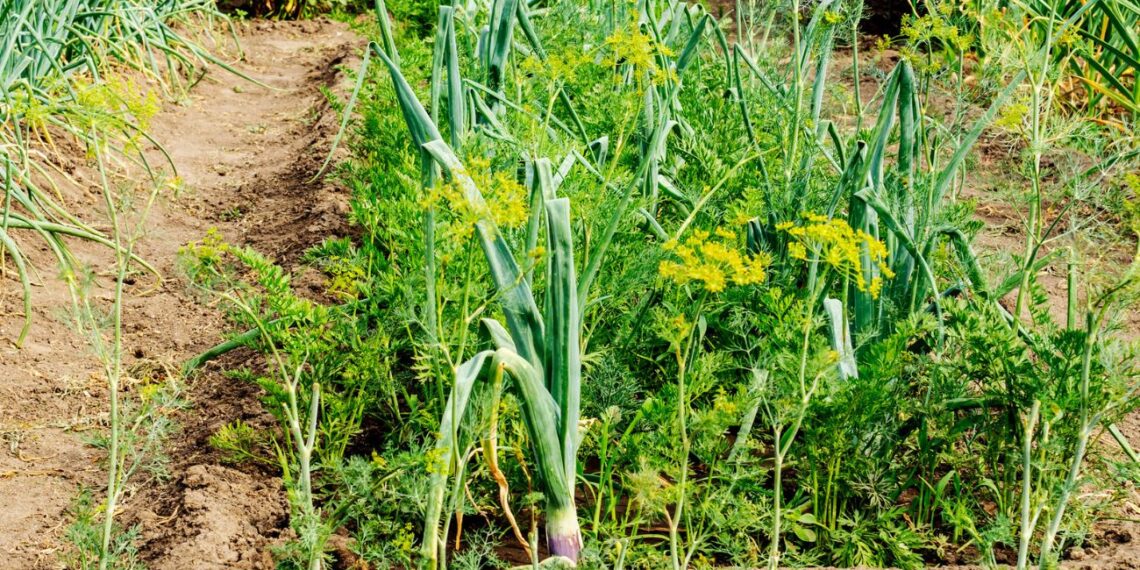 Stebuklingas 4 metų sėjomainos planas mažam sklypui: agronomai slepia šį paprastą triuką