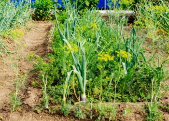 Stebuklingas 4 metų sėjomainos planas mažam sklypui: agronomai slepia šį paprastą triuką