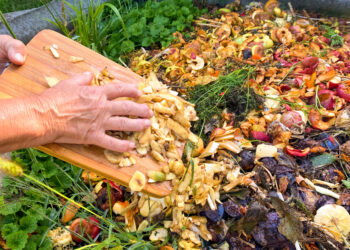 Stebuklingas būdas žaibiškai paspartinti kompostą be brangių priedų – tereikia šio šaldytuvo produkto