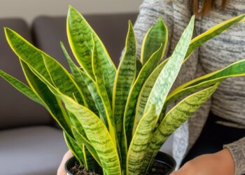 Stebuklingas namų trąšų mišinys iš virtuvės likučių: sansevjera sužaliuos akyse!