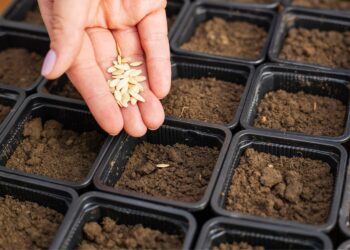 Stebuklingas natūralus nuoviras sėkloms: sodininkai kraustosi iš proto dėl šių sveikų daigų