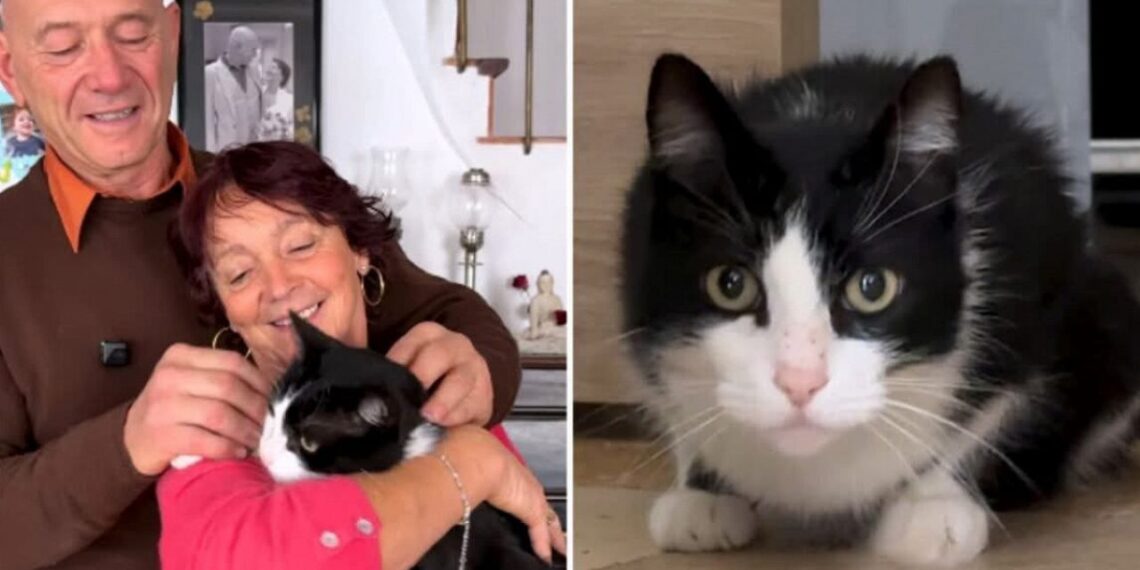 Stebuklingas sugrįžimas: Ispanijoje pasiklydęs katinas pėsčiomis įveikė 250 km iki namų Prancūzijoje