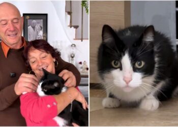 Stebuklingas sugrįžimas: Ispanijoje pasiklydęs katinas pėsčiomis įveikė 250 km iki namų Prancūzijoje