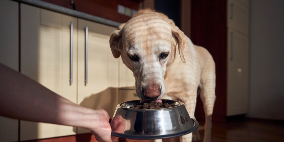 Stebuklingas šuns skanėstas iš virtuvės: pigus ir natūralus priedas, nuo kurio spindi kailis ir dantys