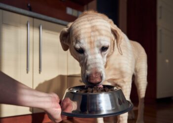 Stebuklingas šuns skanėstas iš virtuvės: pigus ir natūralus priedas, nuo kurio spindi kailis ir dantys